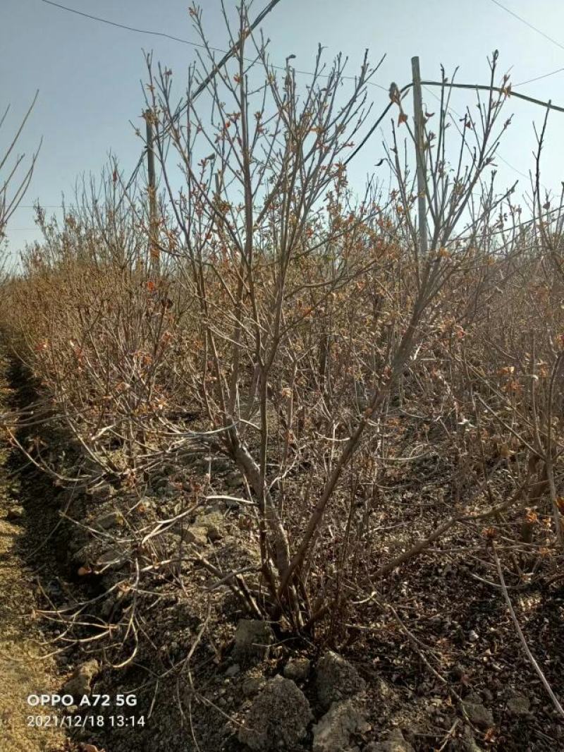 杜鹃树，杜鹃花，基地量大，河南南阳。