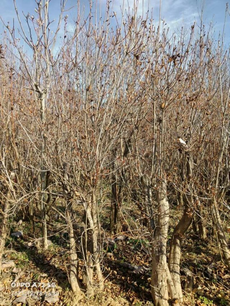 杜鹃树，杜鹃花，基地量大，河南南阳。
