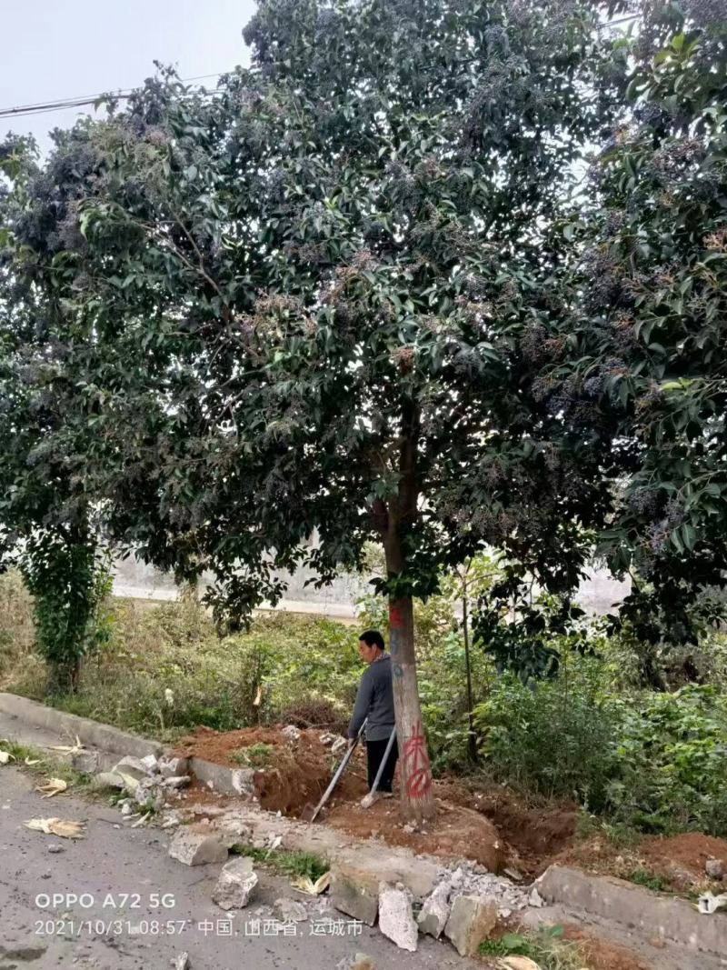大叶女贞，2到30公分，基地量大，河南南阳。