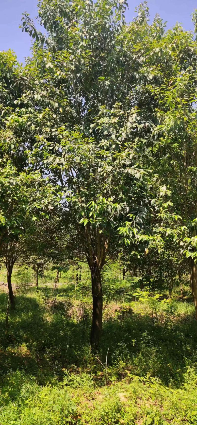 大叶女贞，2到30公分，基地量大，河南南阳。