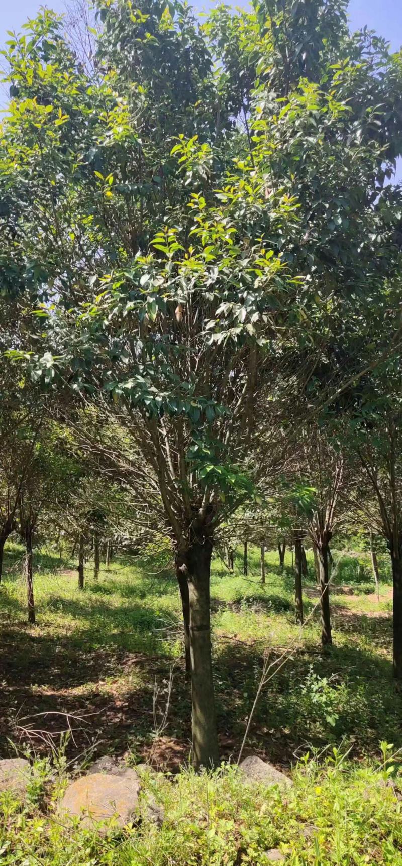 大叶女贞，2到30公分，基地量大，河南南阳。