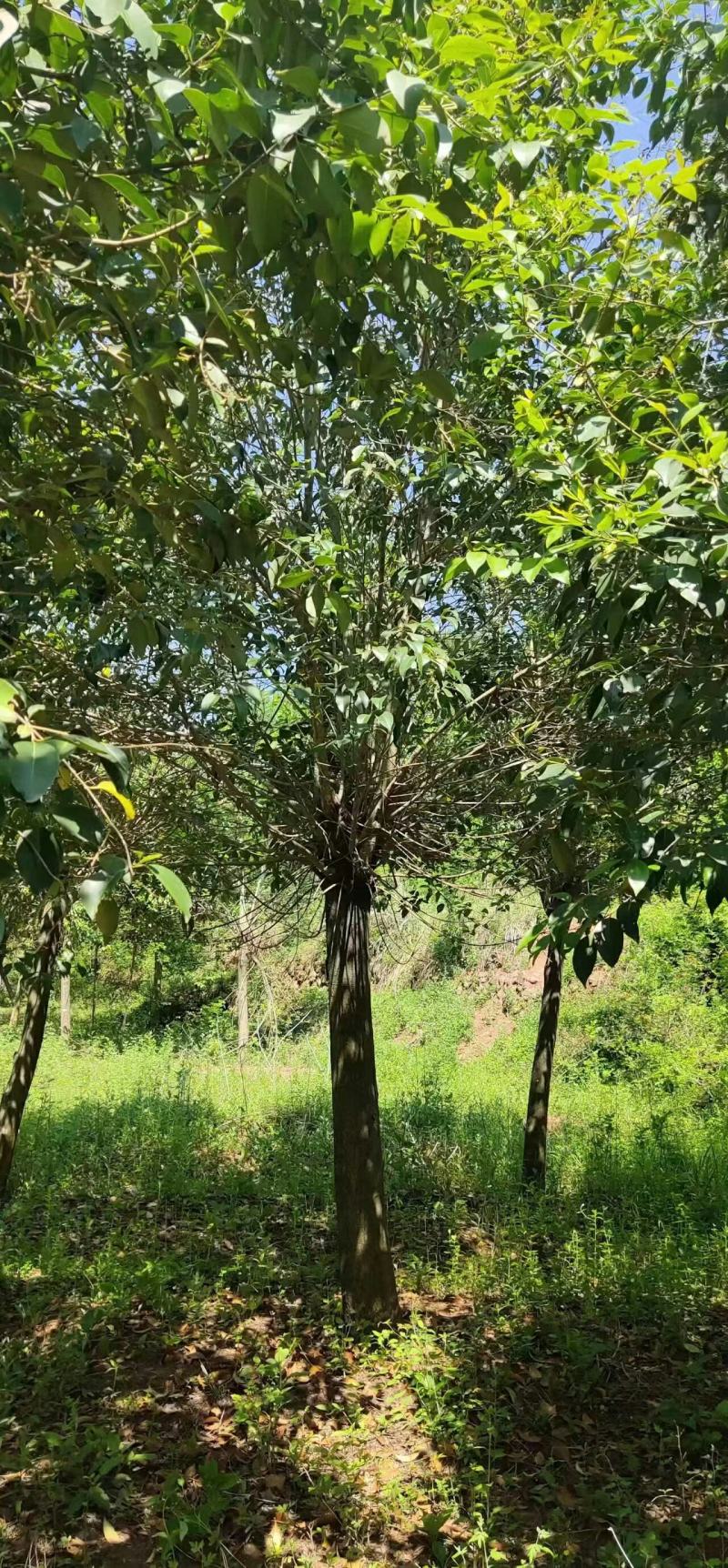 大叶女贞，2到30公分，基地量大，河南南阳。