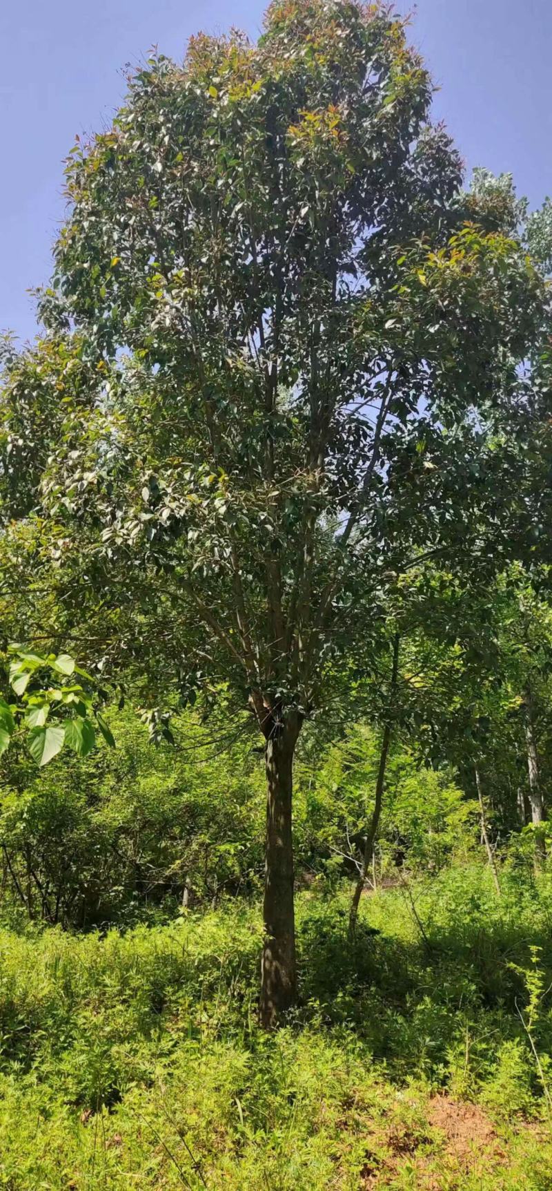 大叶女贞，2到30公分，基地量大，河南南阳。