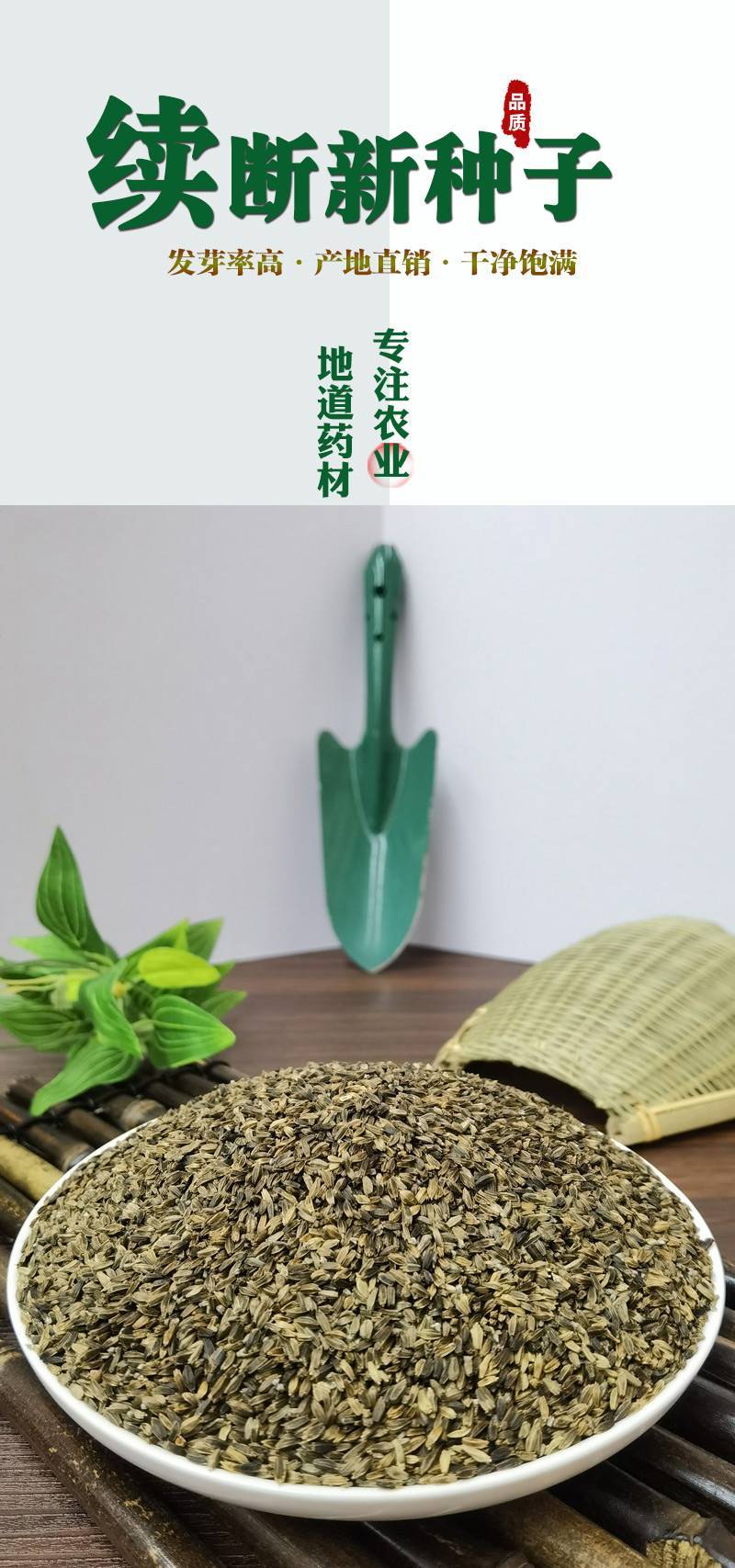 下单发货【续断种子】新种子和尚头种子川续段种苗