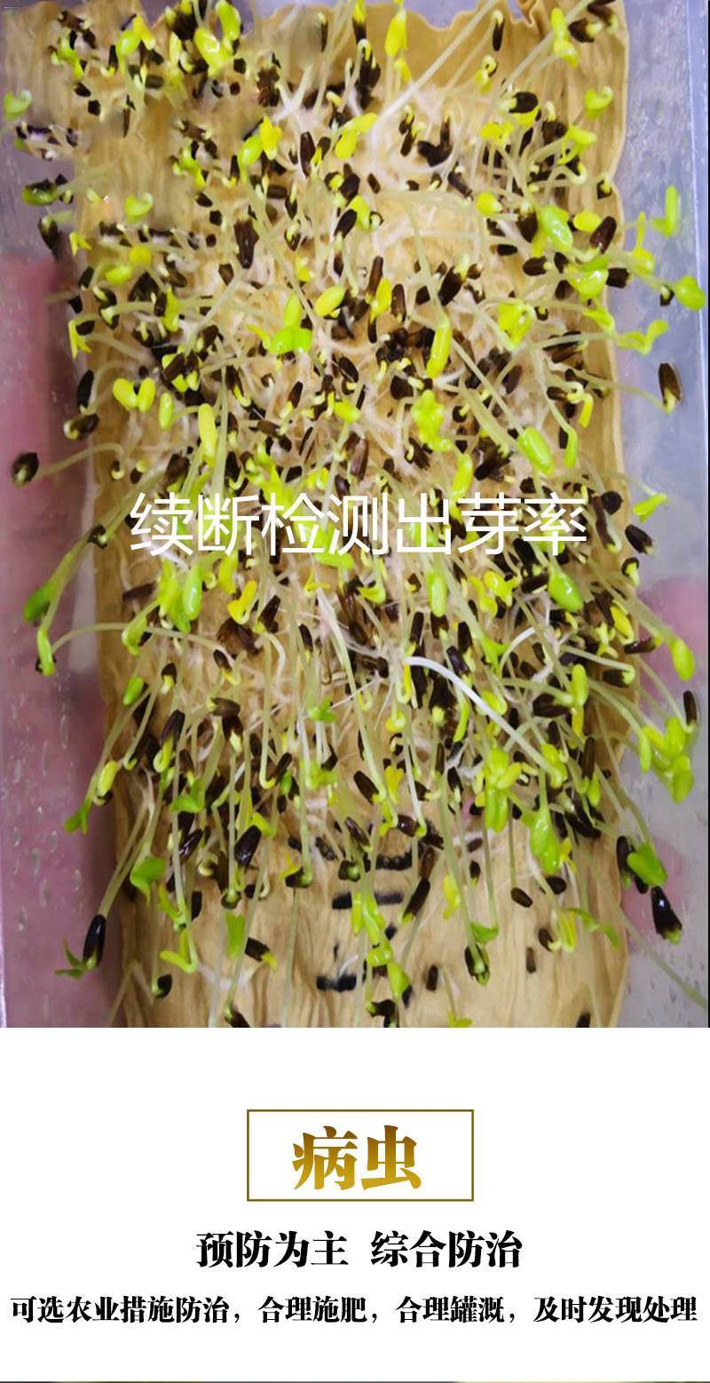 下单发货【续断种子】新种子和尚头种子川续段种苗