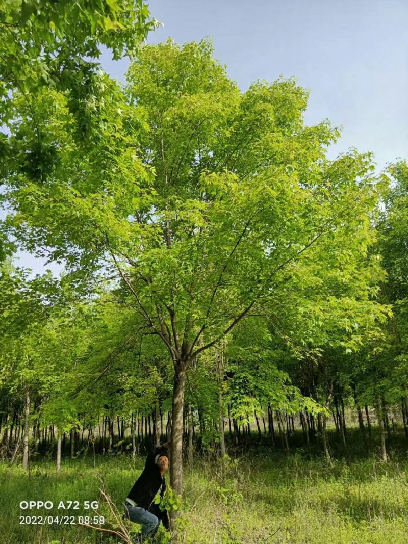 元宝枫，五角枫，常年供应