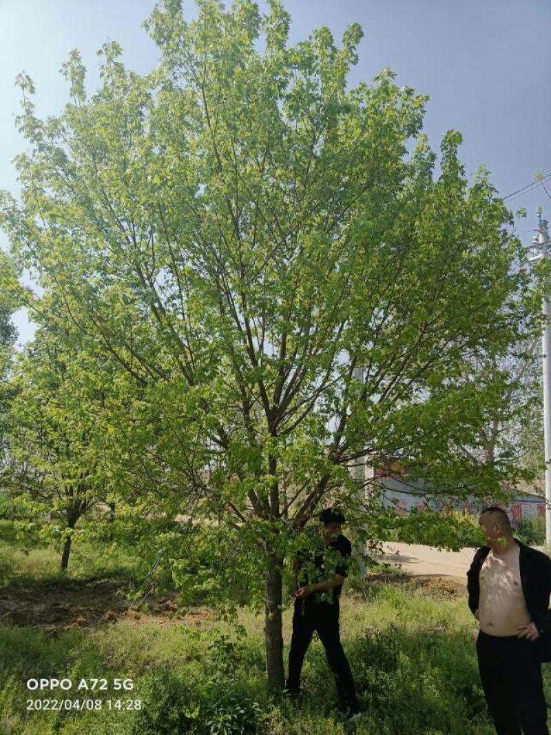 元宝枫，五角枫，常年供应