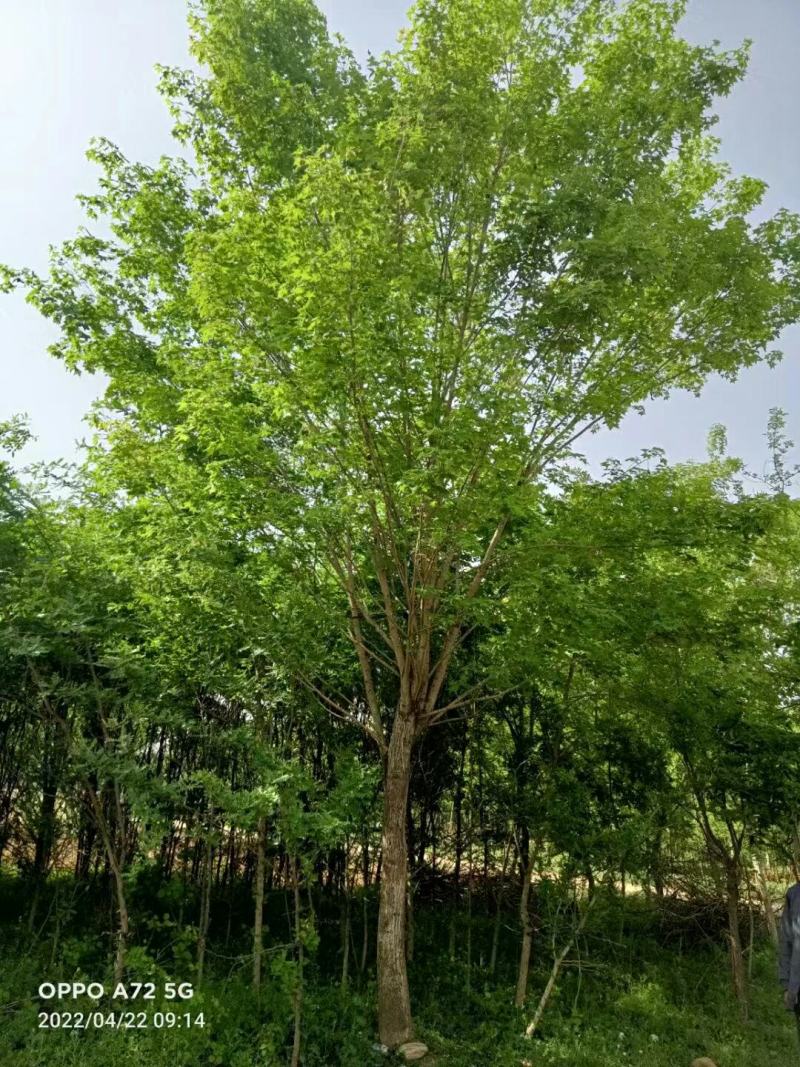 元宝枫，五角枫，常年供应