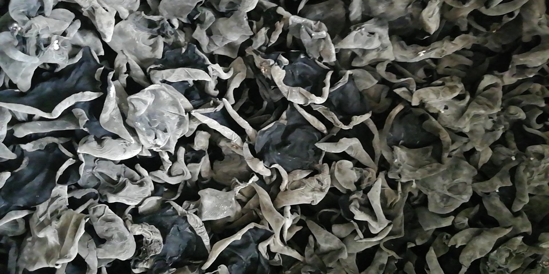 秋木耳炖鸡成品图