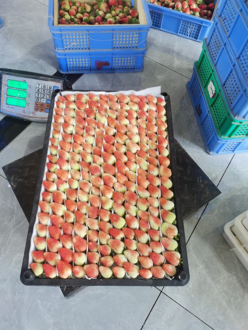 云南蒙特瑞夏草莓