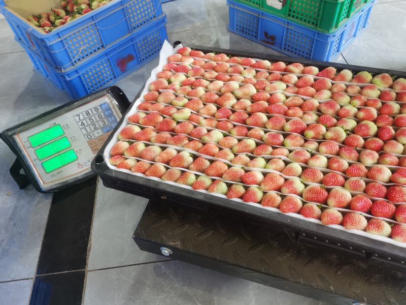 云南蒙特瑞夏草莓