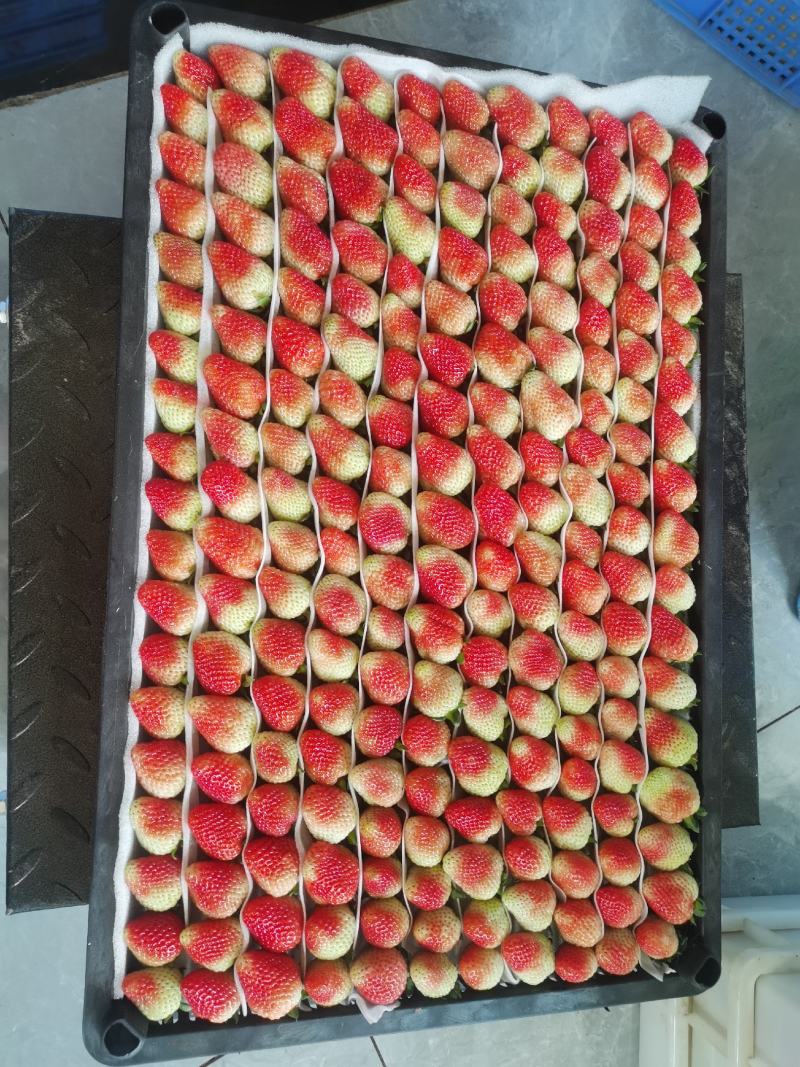 云南蒙特瑞夏草莓