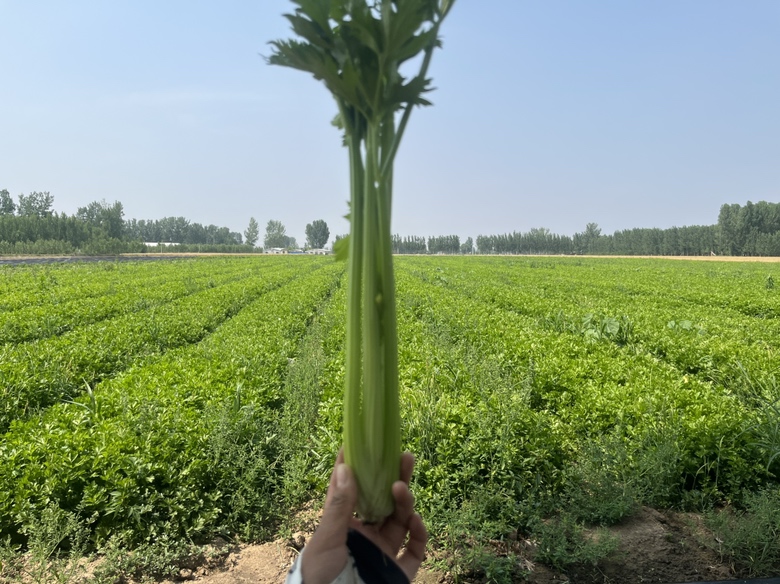 西芹种植田景观