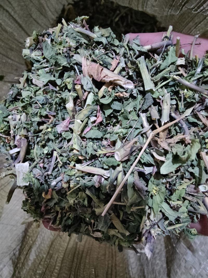 泽漆野生中药材猫眼草五凤草五朵云可磨泽漆粉人