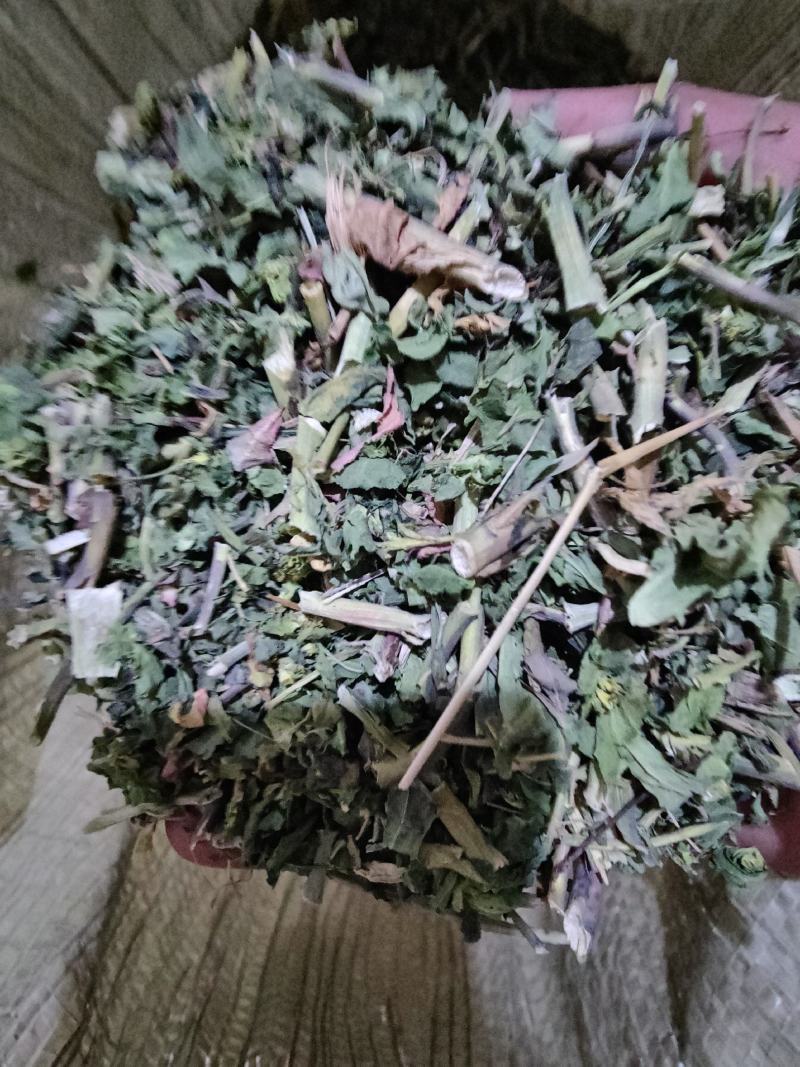泽漆野生中药材猫眼草五凤草五朵云可磨泽漆粉人