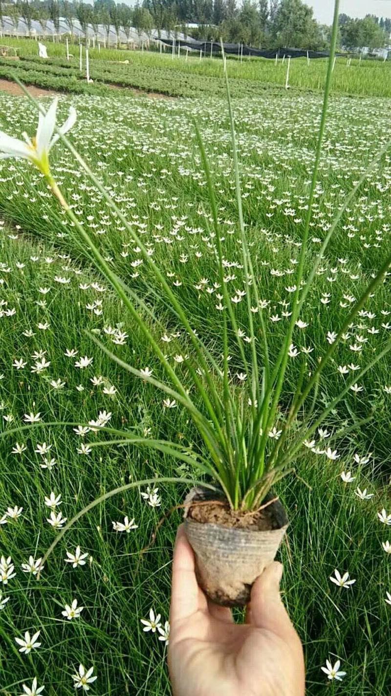 葱兰花苗室外庭院常绿花卉地被矮生耐阴耐寒花草籽葱兰种球