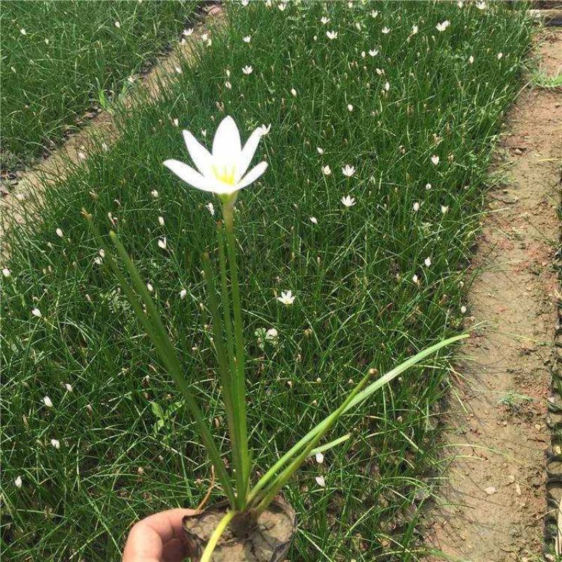 葱兰花苗室外庭院常绿花卉地被矮生耐阴耐寒花草籽葱兰种球