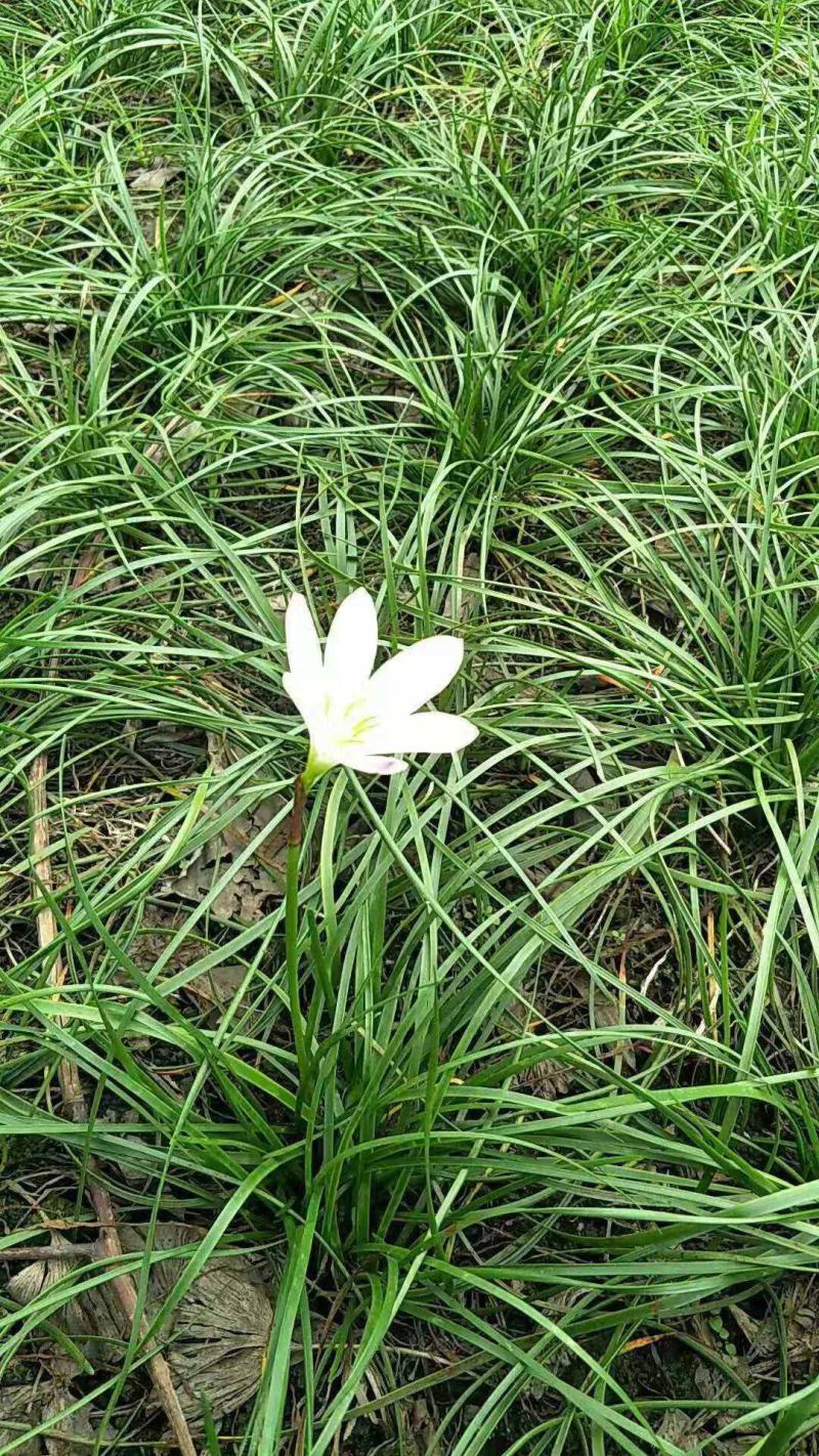 葱兰花苗室外庭院常绿花卉地被矮生耐阴耐寒花草籽葱兰种球