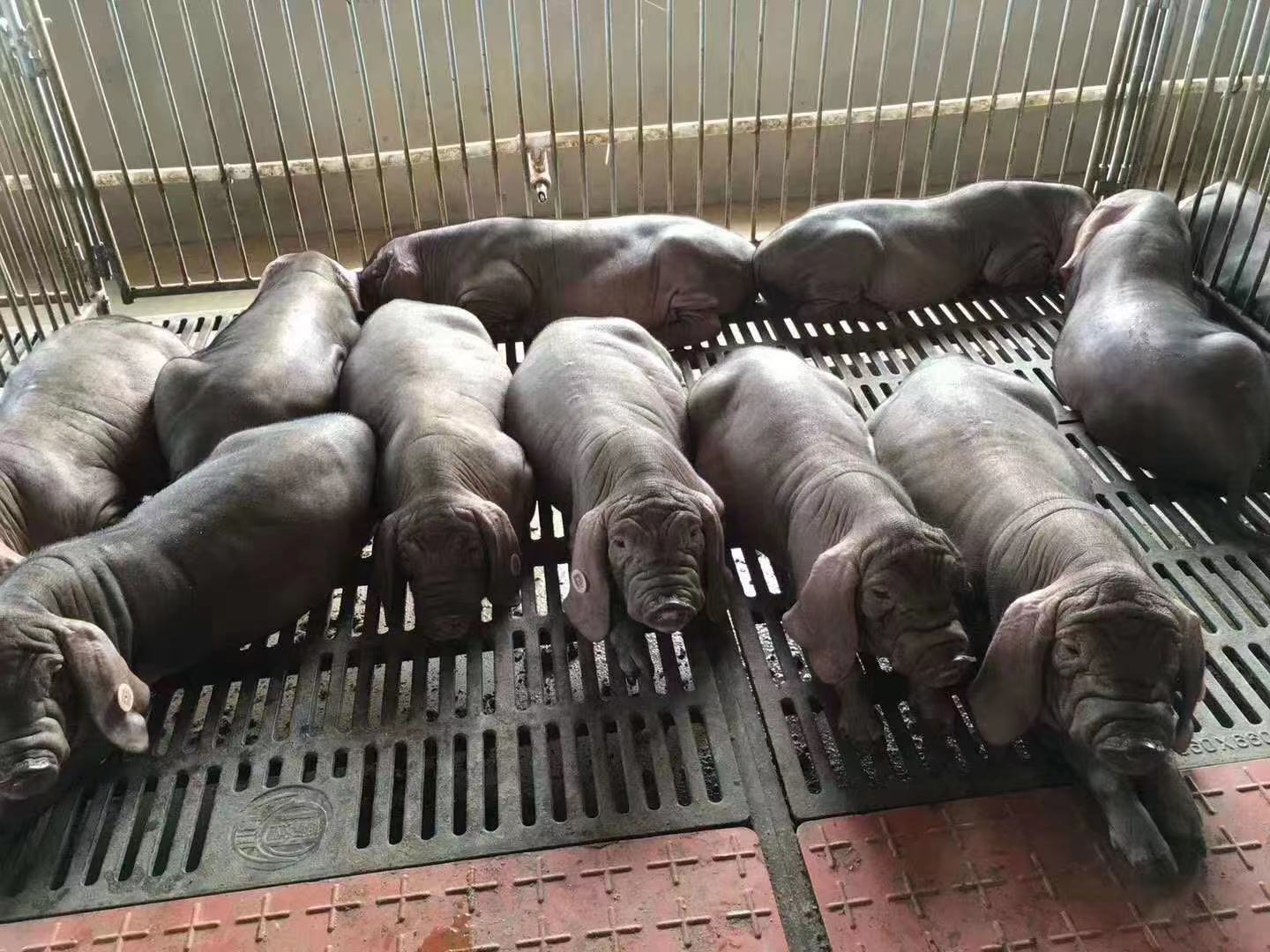 山东今日猪价行情
