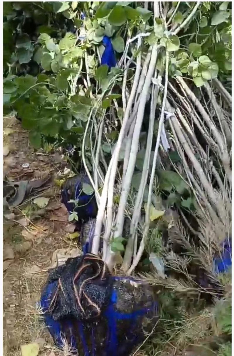 丛生紫荆价格，丛生紫荆基地，丛生紫荆批发视频看货