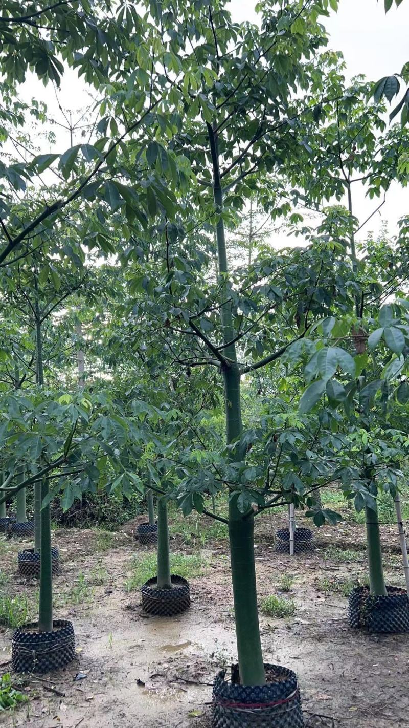 10-18分大腹木棉基地直供
