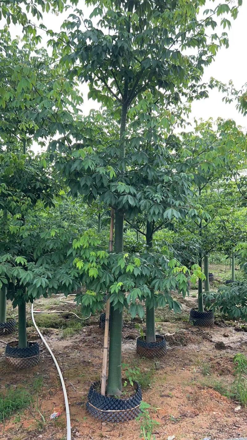 10-18分大腹木棉基地直供