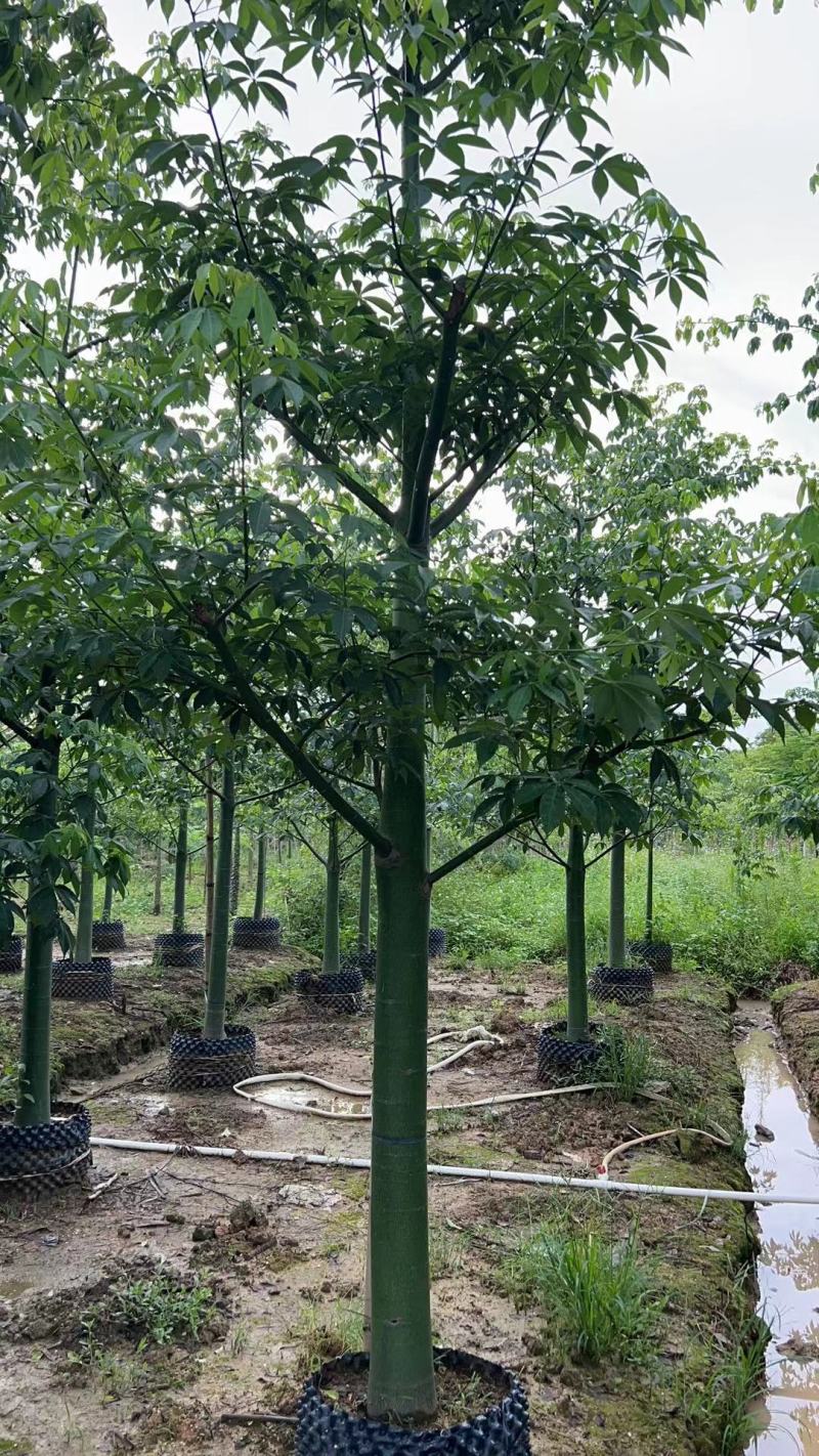 10-18分大腹木棉基地直供