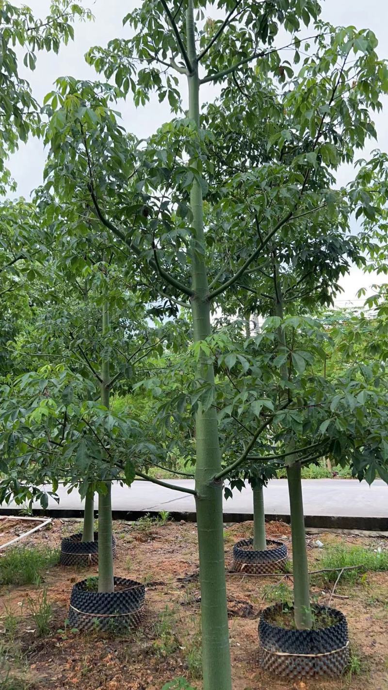 10-18分大腹木棉基地直供