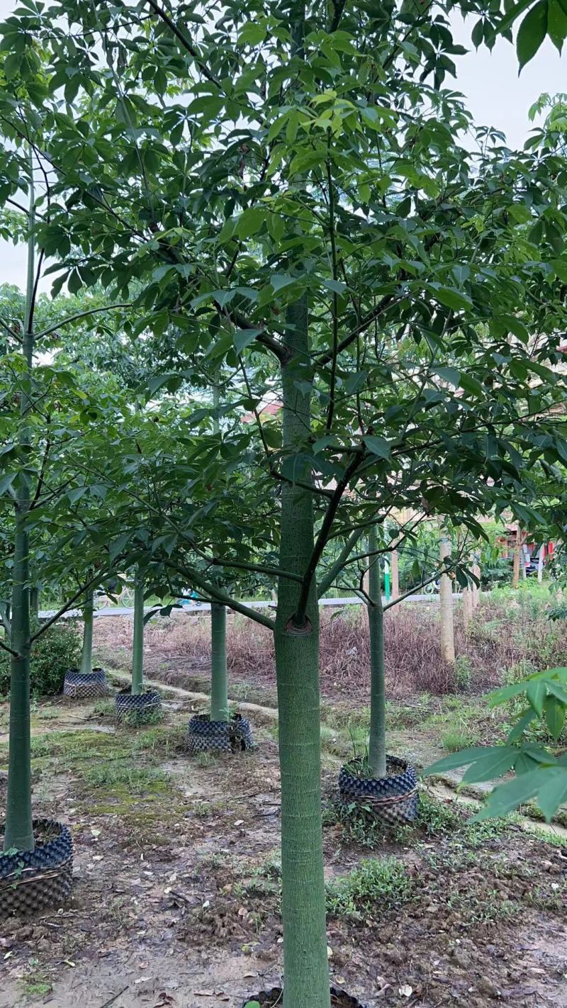 10-18分大腹木棉基地直供