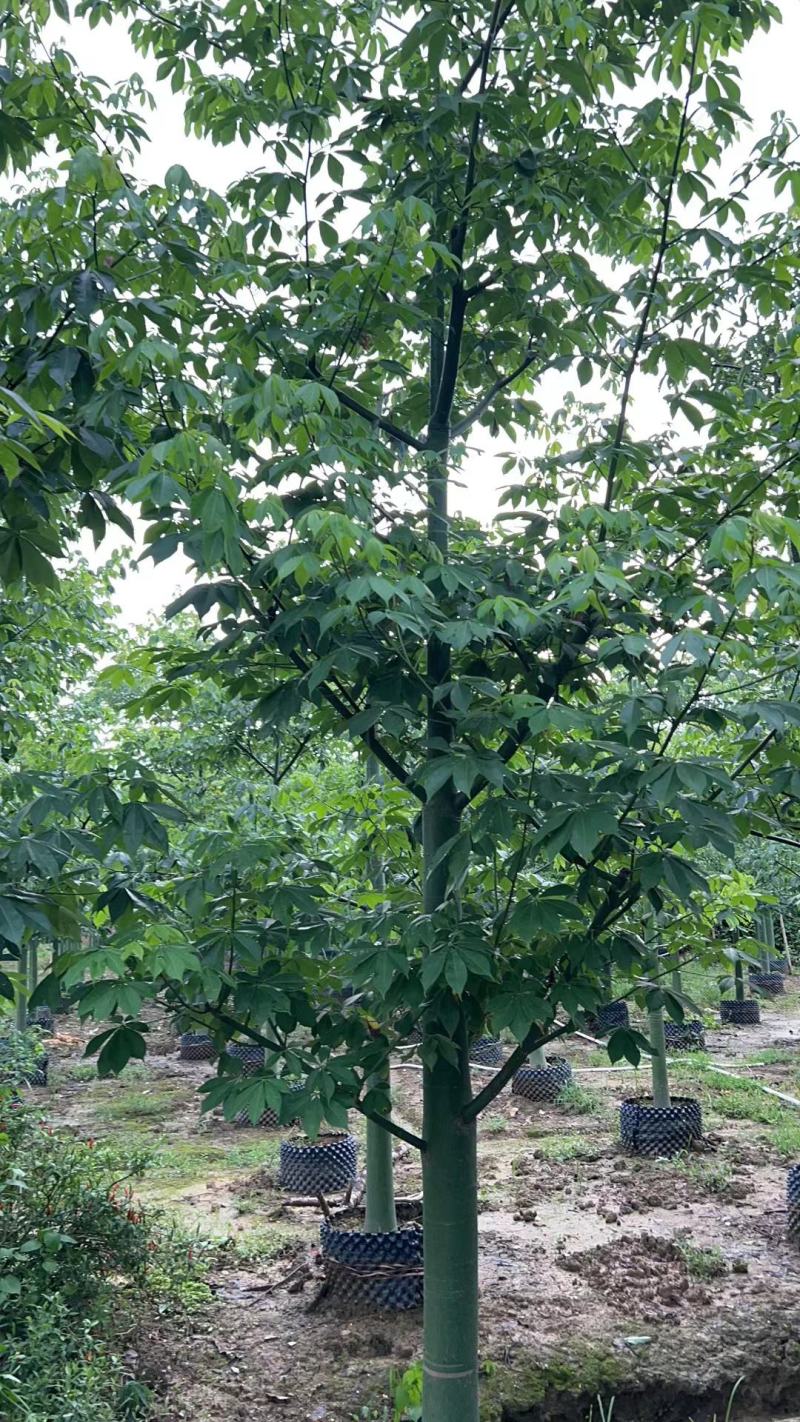 10-18分大腹木棉基地直供