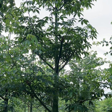 10-18分大腹木棉基地直供