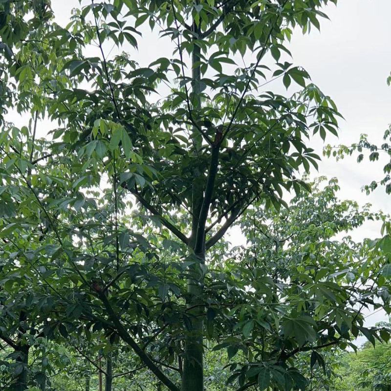 10-18分大腹木棉基地直供