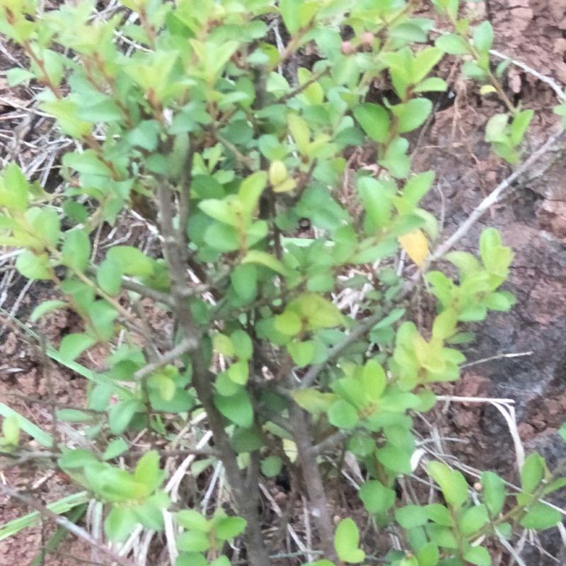 铁籽苗，四季常绿，可作盆景，绿篱！！！！！！！！！！！