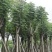 12-20分国庆花#栾树出售