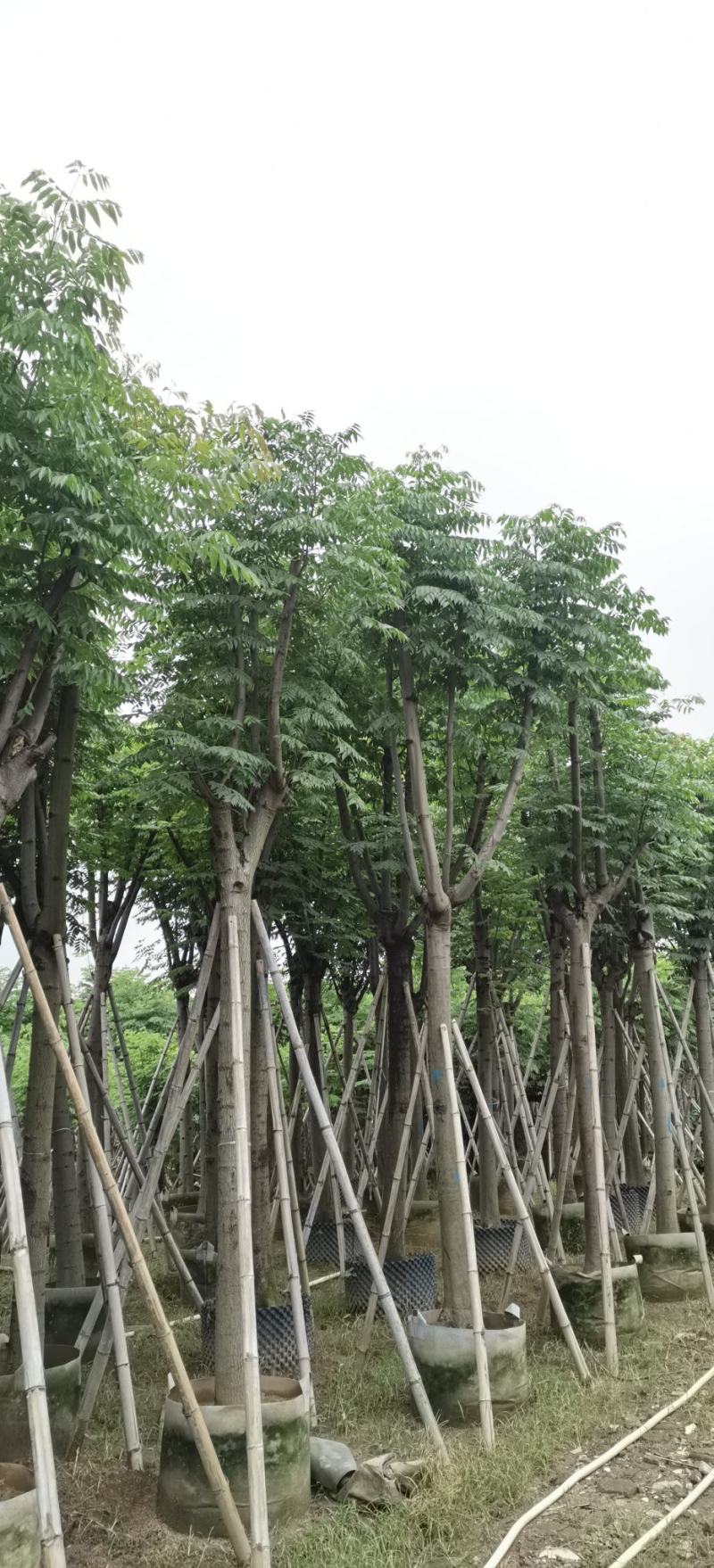 12-20分国庆花#栾树出售