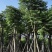 12-20分国庆花#栾树出售