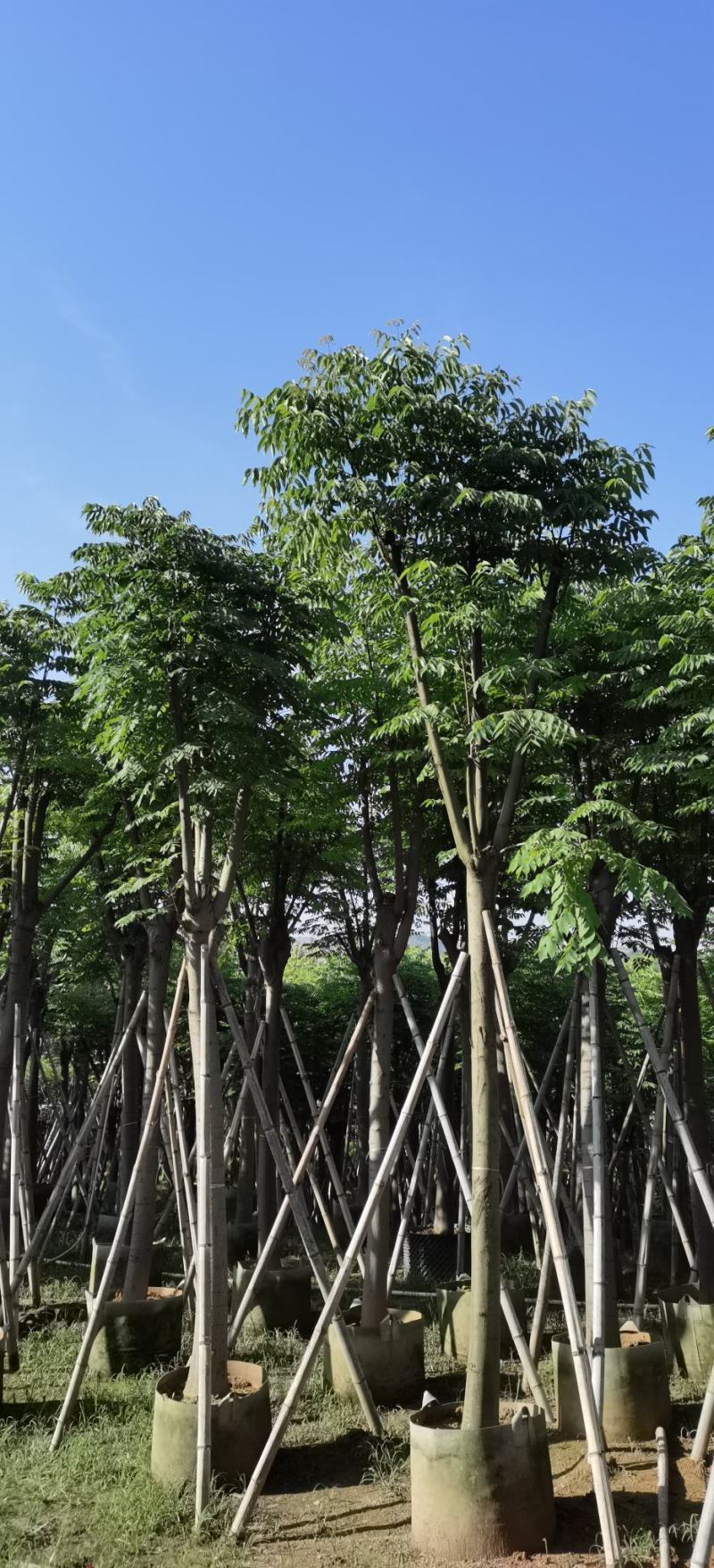 12-20分国庆花#栾树出售