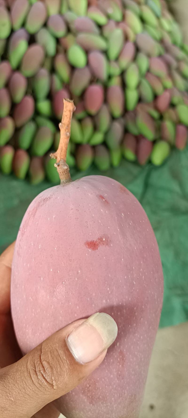 云南贵妃芒，电商货市场货大量出货中。