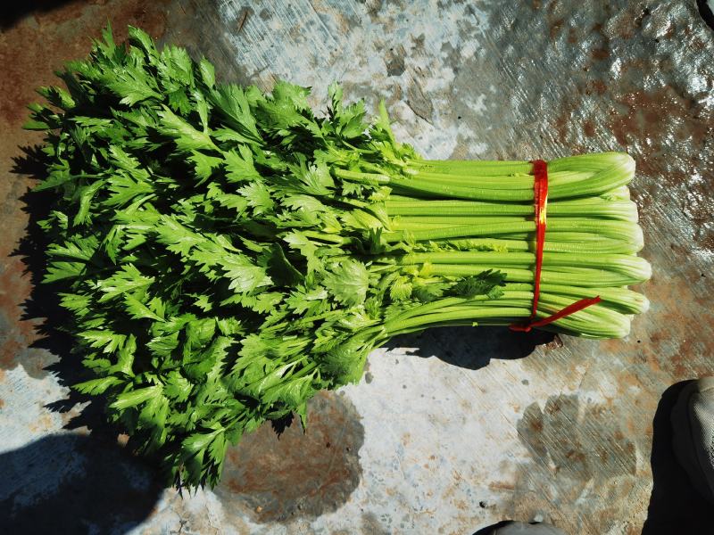 【优选】芹菜精品芹菜西芹产地直销货源充足包上车