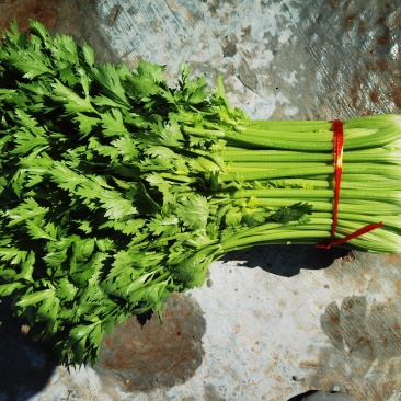 陕北靖边芹菜西芹产地直发货源充足