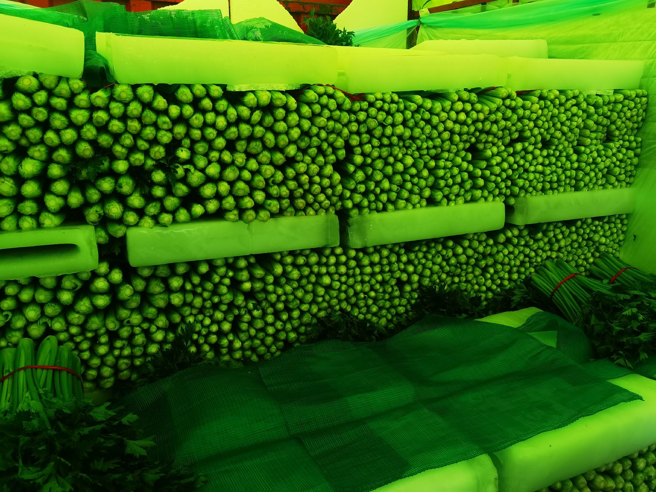 西芹和新鲜西芹汁特写