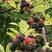 野生树莓苗，掌叶覆盆子苗，自然生长无化肥农药污染，多年生