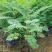 蓝花楹树苗珍贵名树绿化苗木风景树别墅庭院行道植物树苗