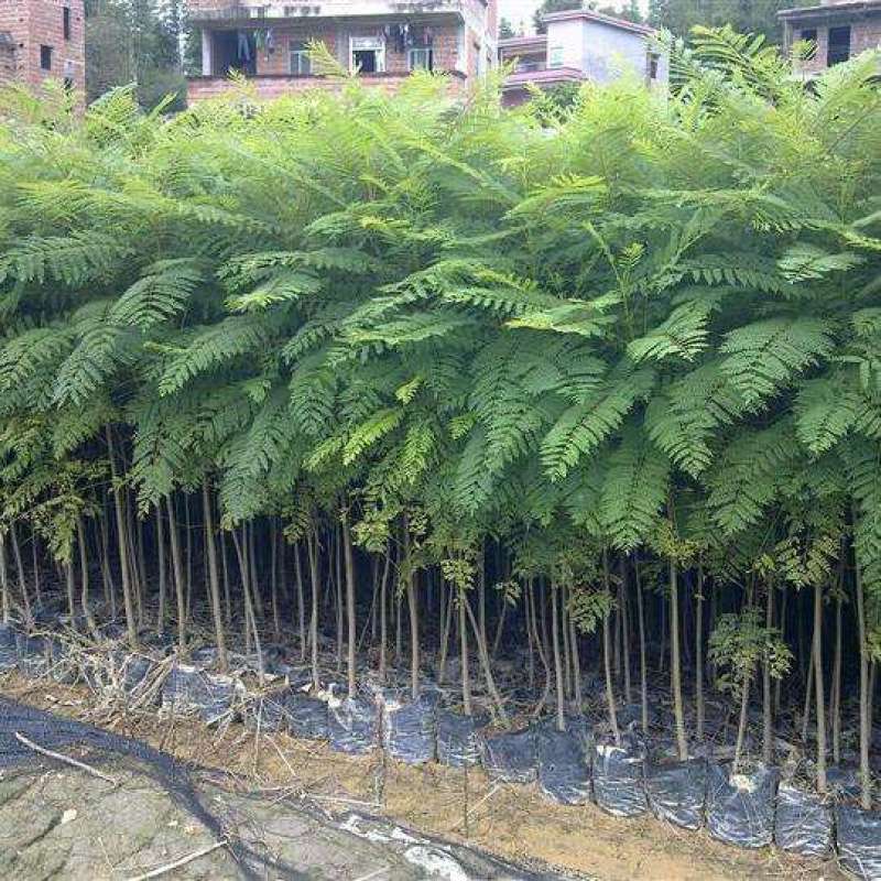 蓝花楹树苗珍贵名树绿化苗木风景树别墅庭院行道植物树苗