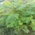 蓝花楹树苗珍贵名树绿化苗木风景树别墅庭院行道植物树苗