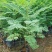 蓝花楹树苗珍贵名树绿化苗木风景树别墅庭院行道植物树苗