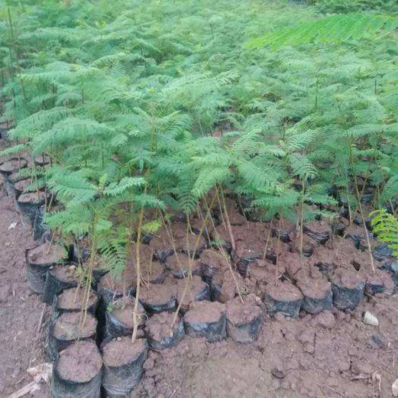 蓝花楹树苗珍贵名树绿化苗木风景树别墅庭院行道植物树苗
