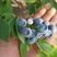 山东蓝莓，路地蓝梅大量上市公爵，莱科西，博雾，蓝风品种齐