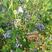 山东蓝莓，路地蓝梅大量上市公爵，莱科西，博雾，蓝风品种齐