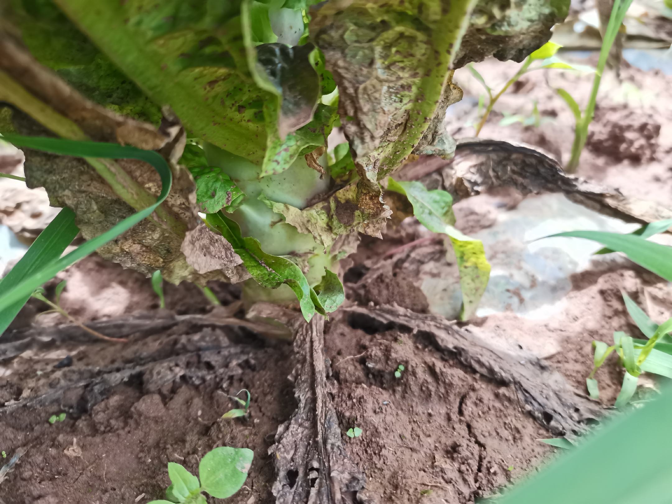 莴苣开始抽薹开花